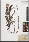Foto von Salix petiolaris Sm.